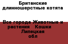 Британские длинношерстные котята - Все города Животные и растения » Кошки   . Липецкая обл.